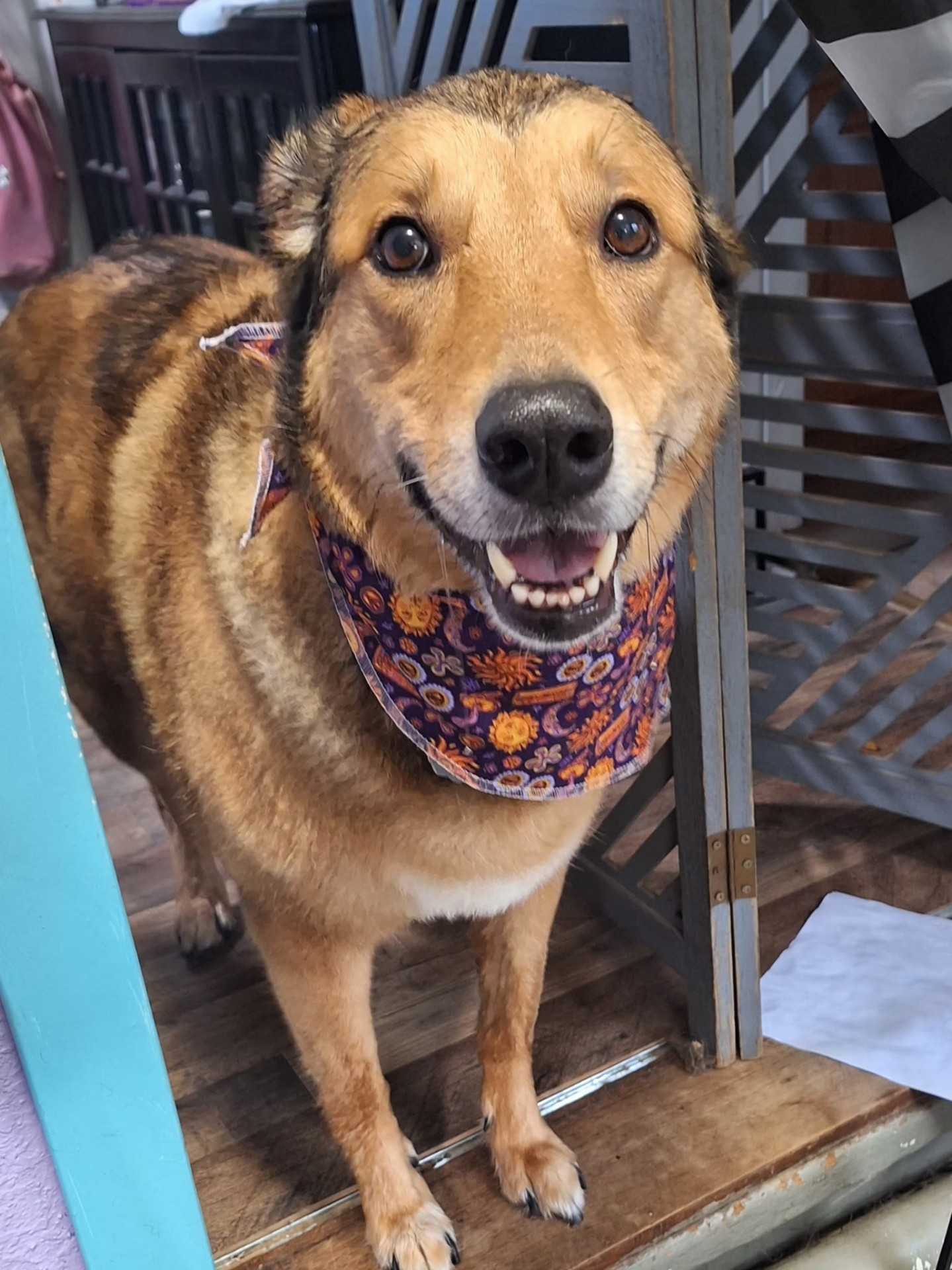 Smiling shepherd mix in a colorful sun bandana