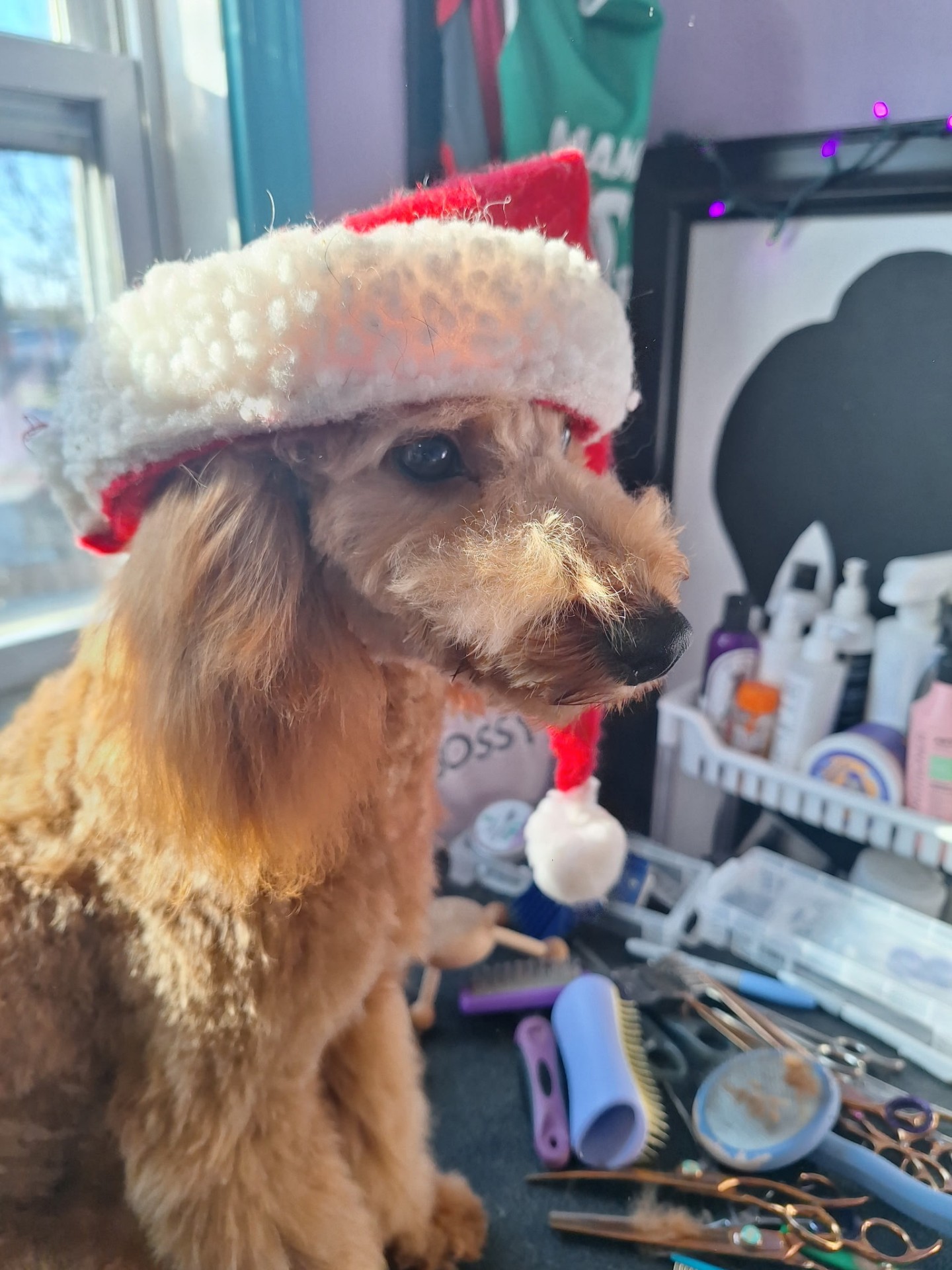 Apricot poodle in a Santa hat at the grooming station