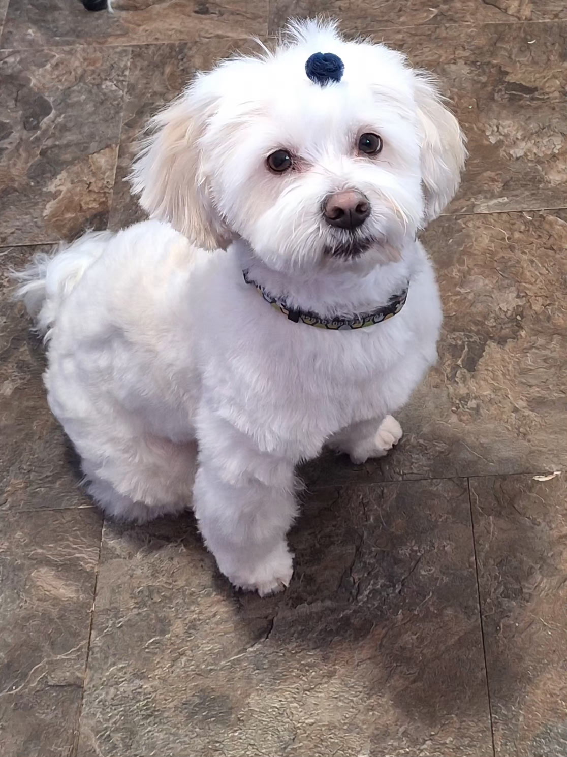 Fluffy white pup with a tiny top knot