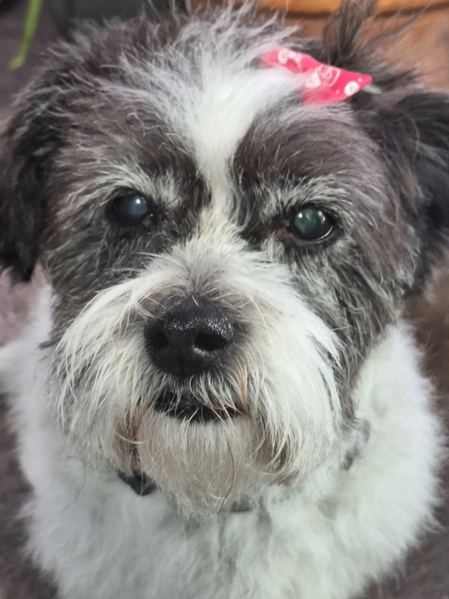 Close-up of a scruffy terrier mix with a pink bow