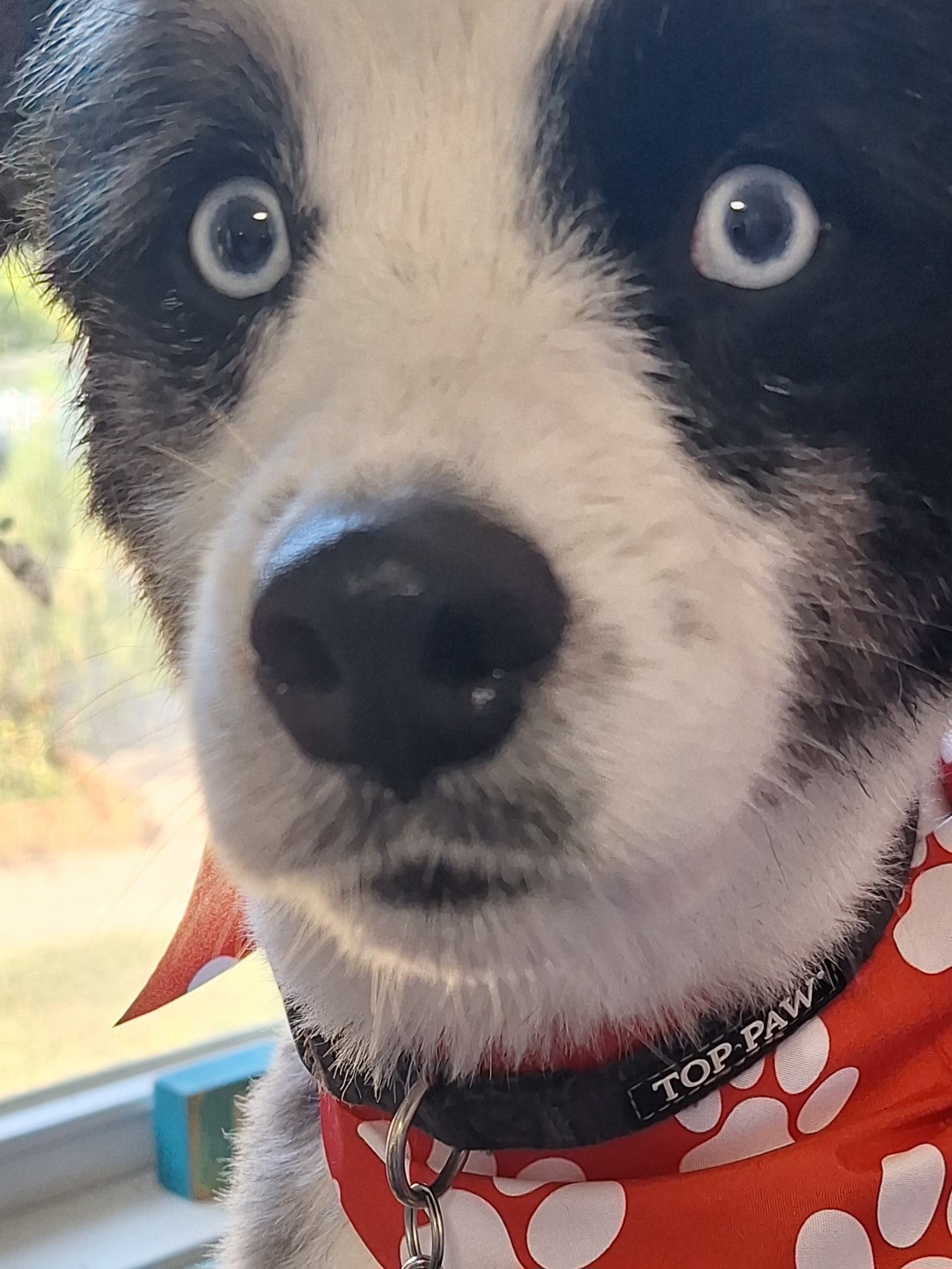 Funny close-up of a black and white pup with bright eyes