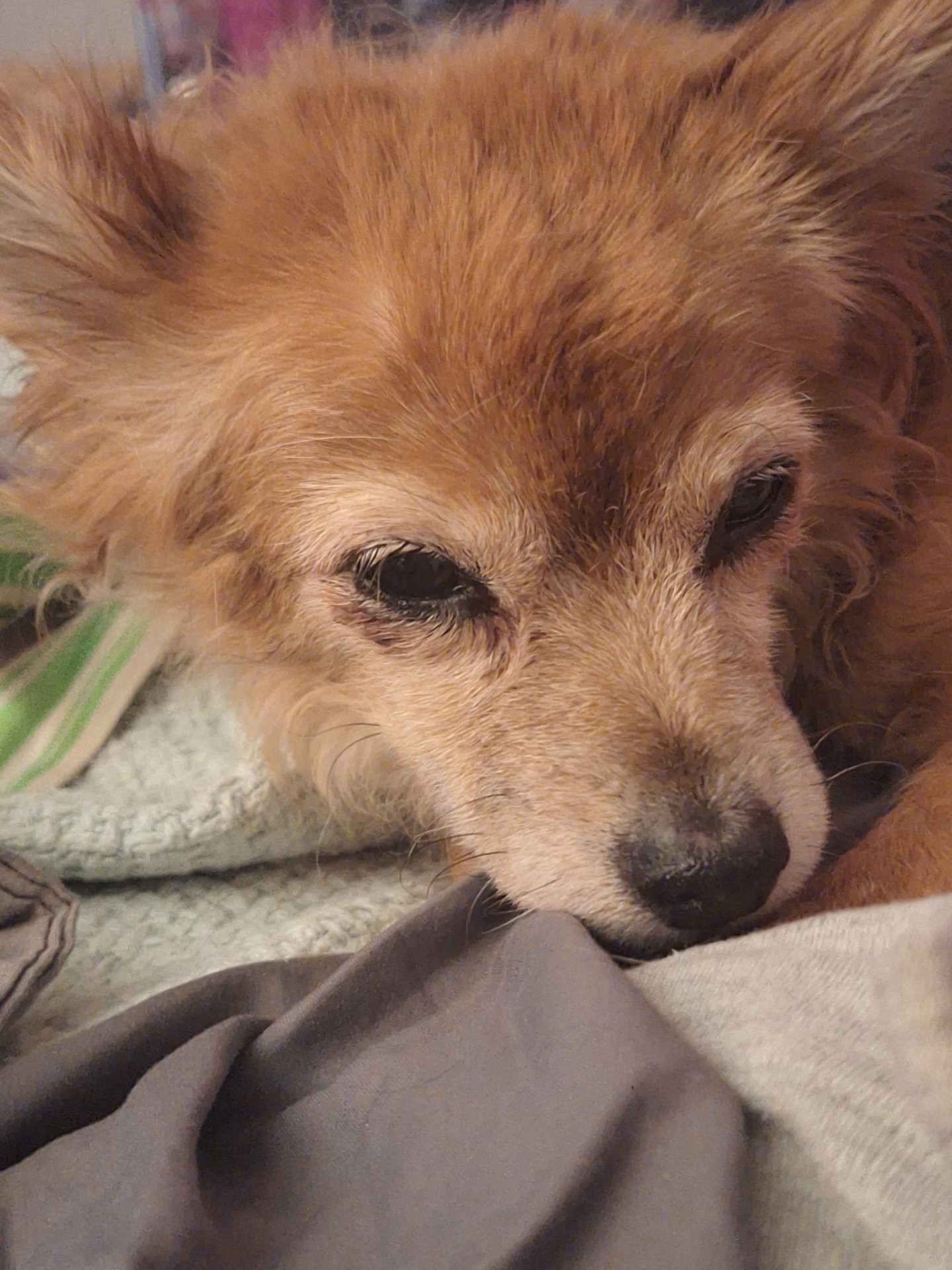 Sweet senior Pomeranian resting cozily