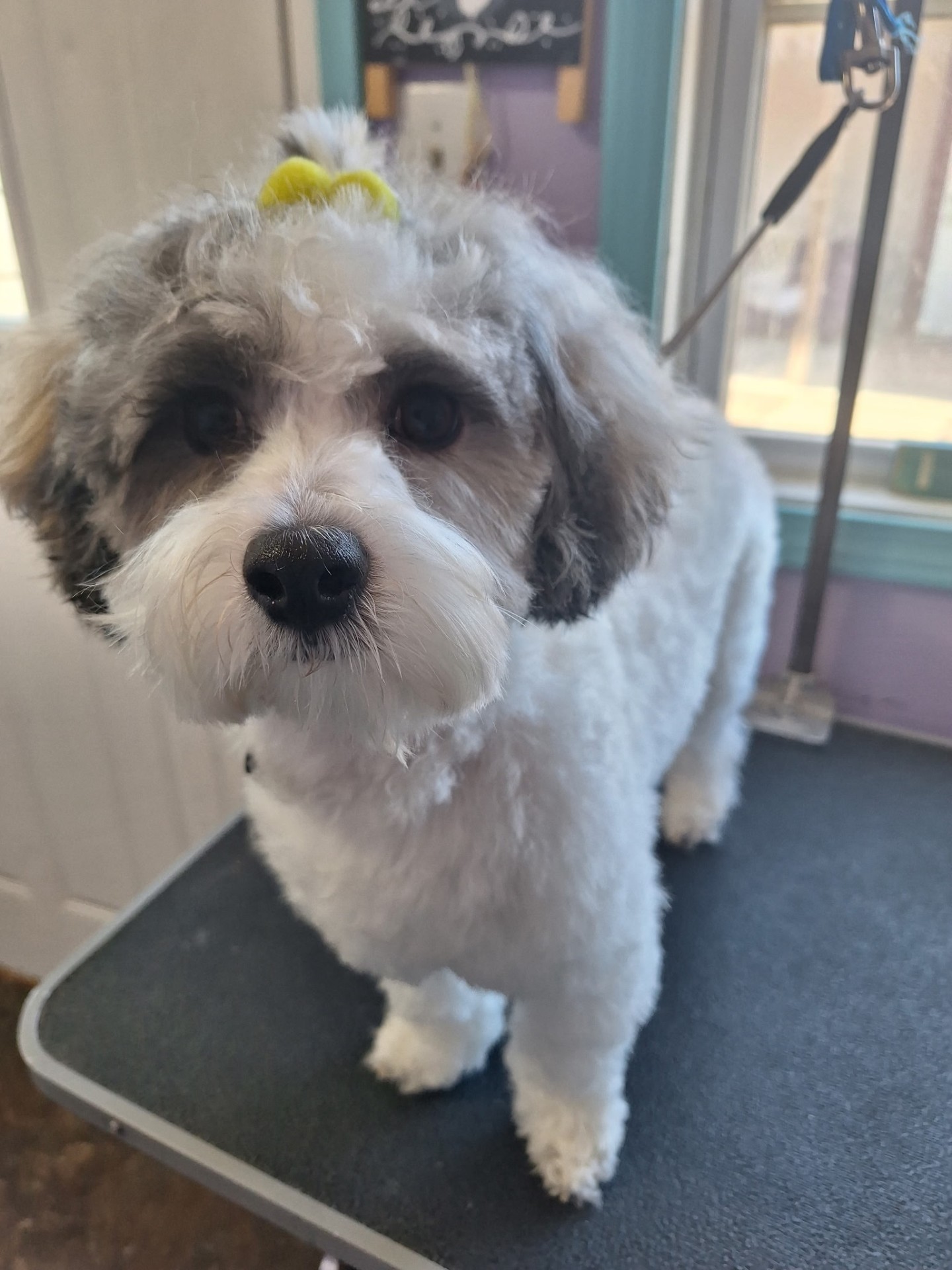 Fluffy Havanese pup with a yellow bow on the grooming table