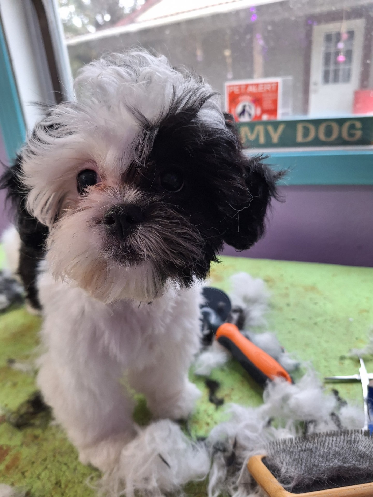 Adorable Shih Tzu puppy after a fresh groom
