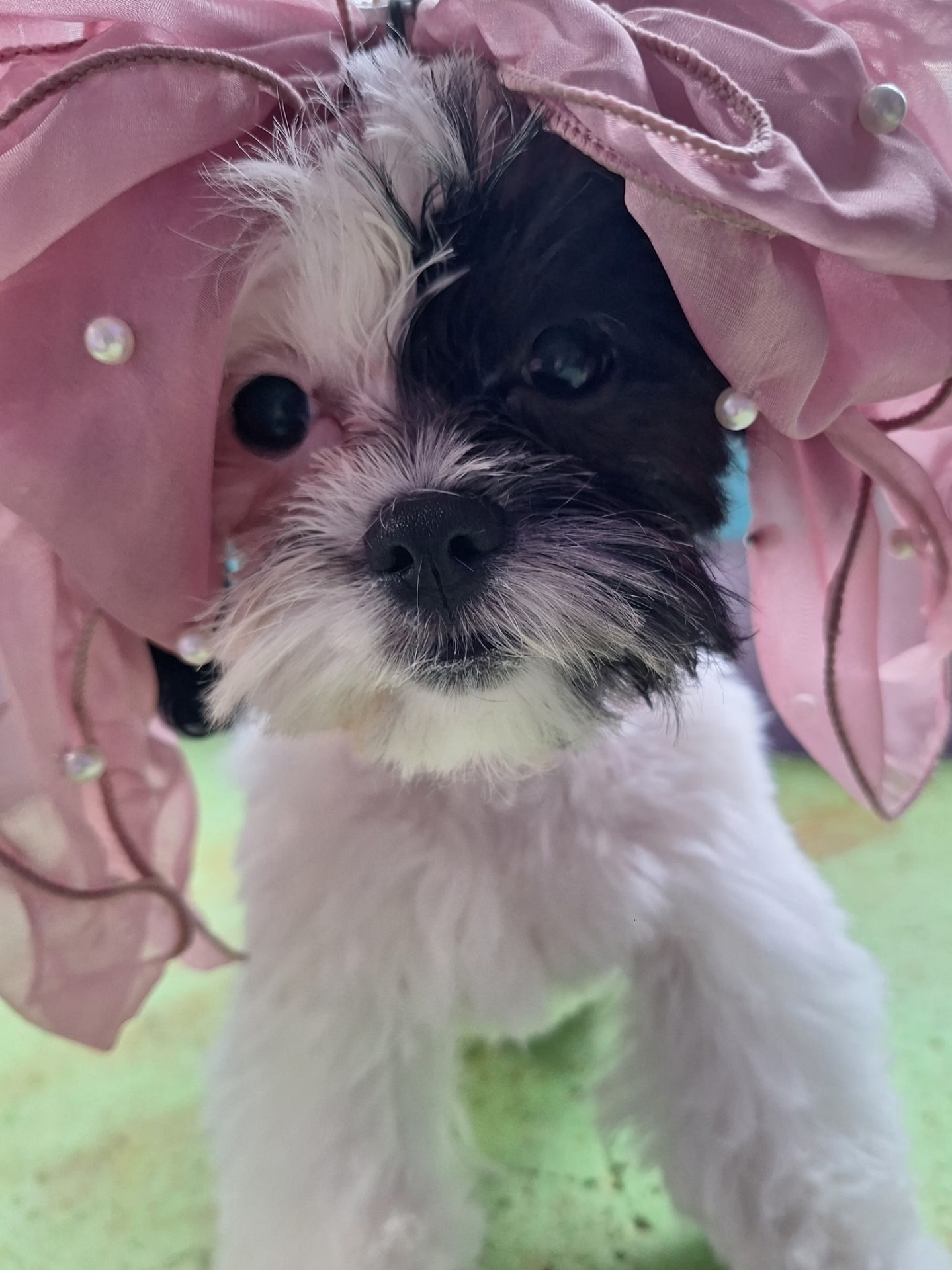 Playful puppy in a pink veil at the salon