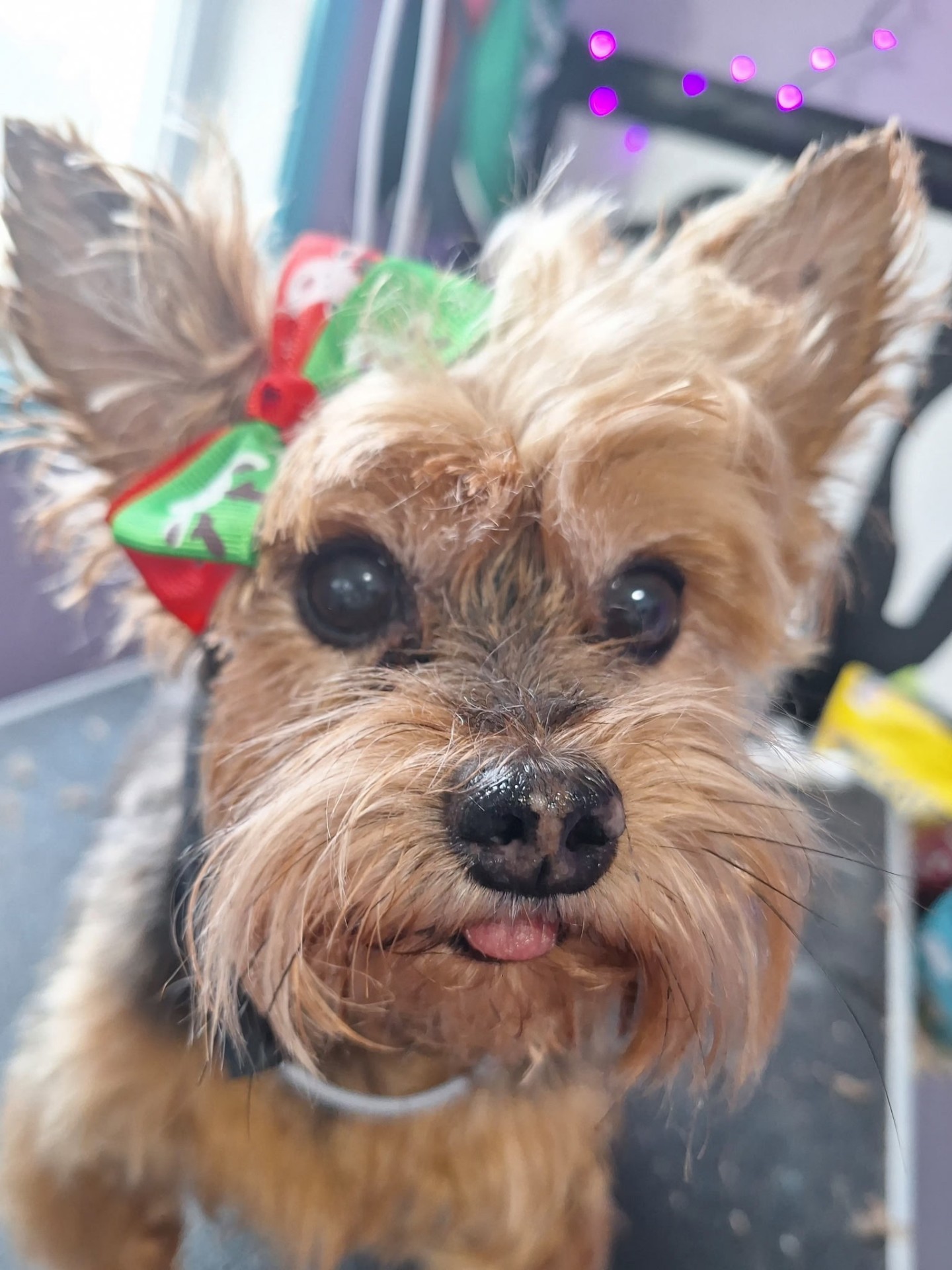 Happy Yorkie with a festive holiday bow