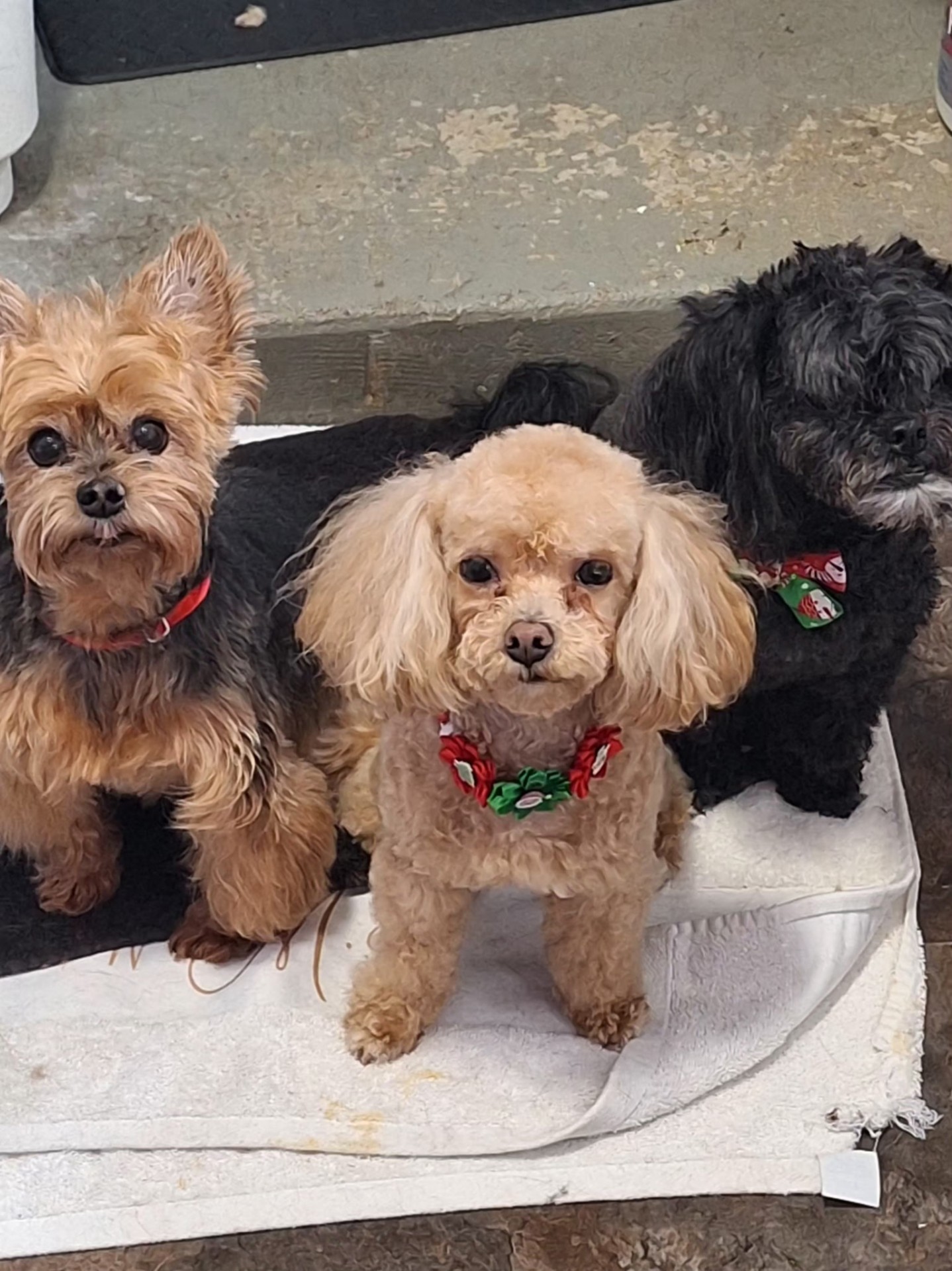 Three freshly groomed pups posing together