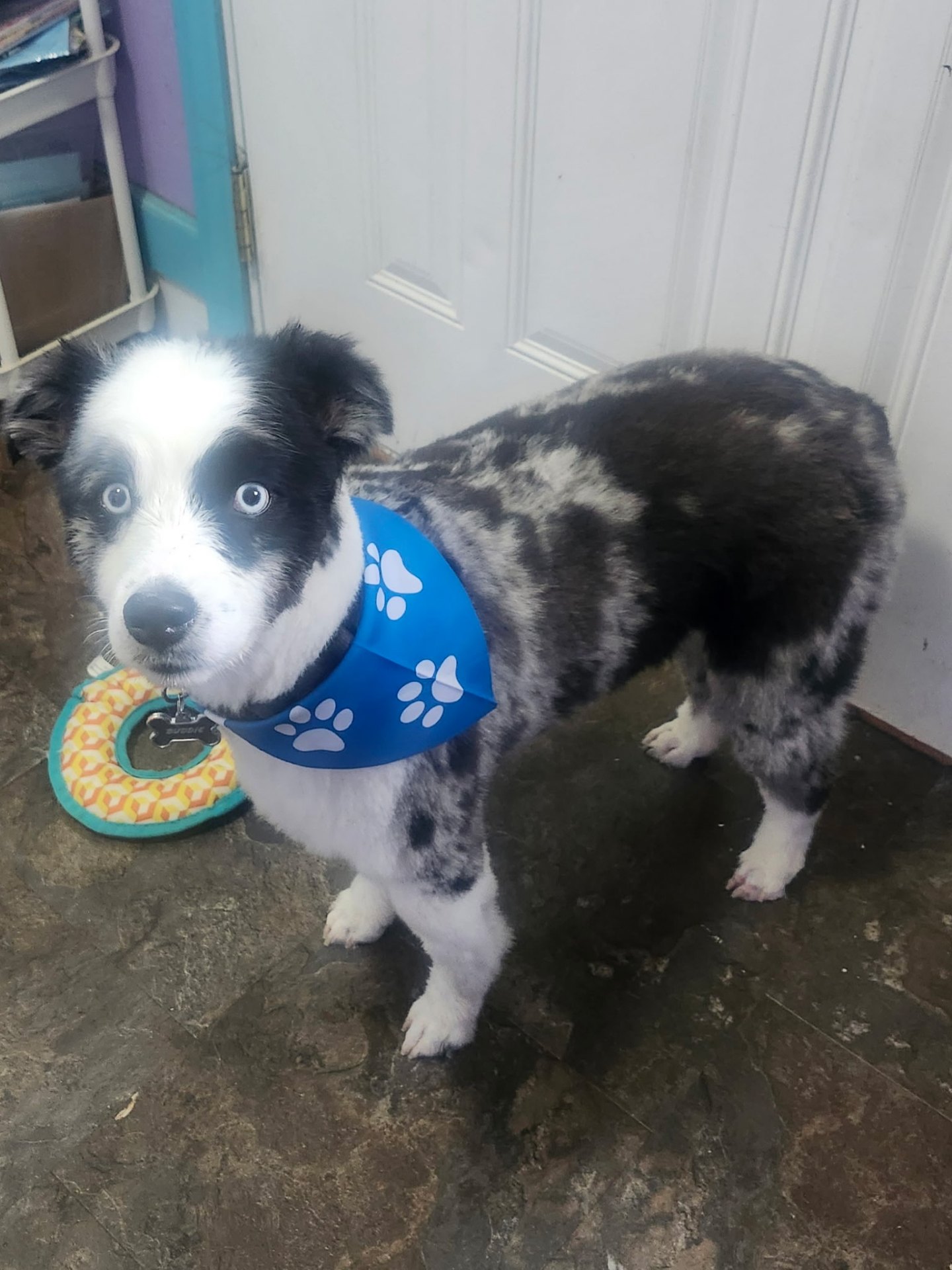 Blue merle Australian Shepherd with a paw-print bandana
