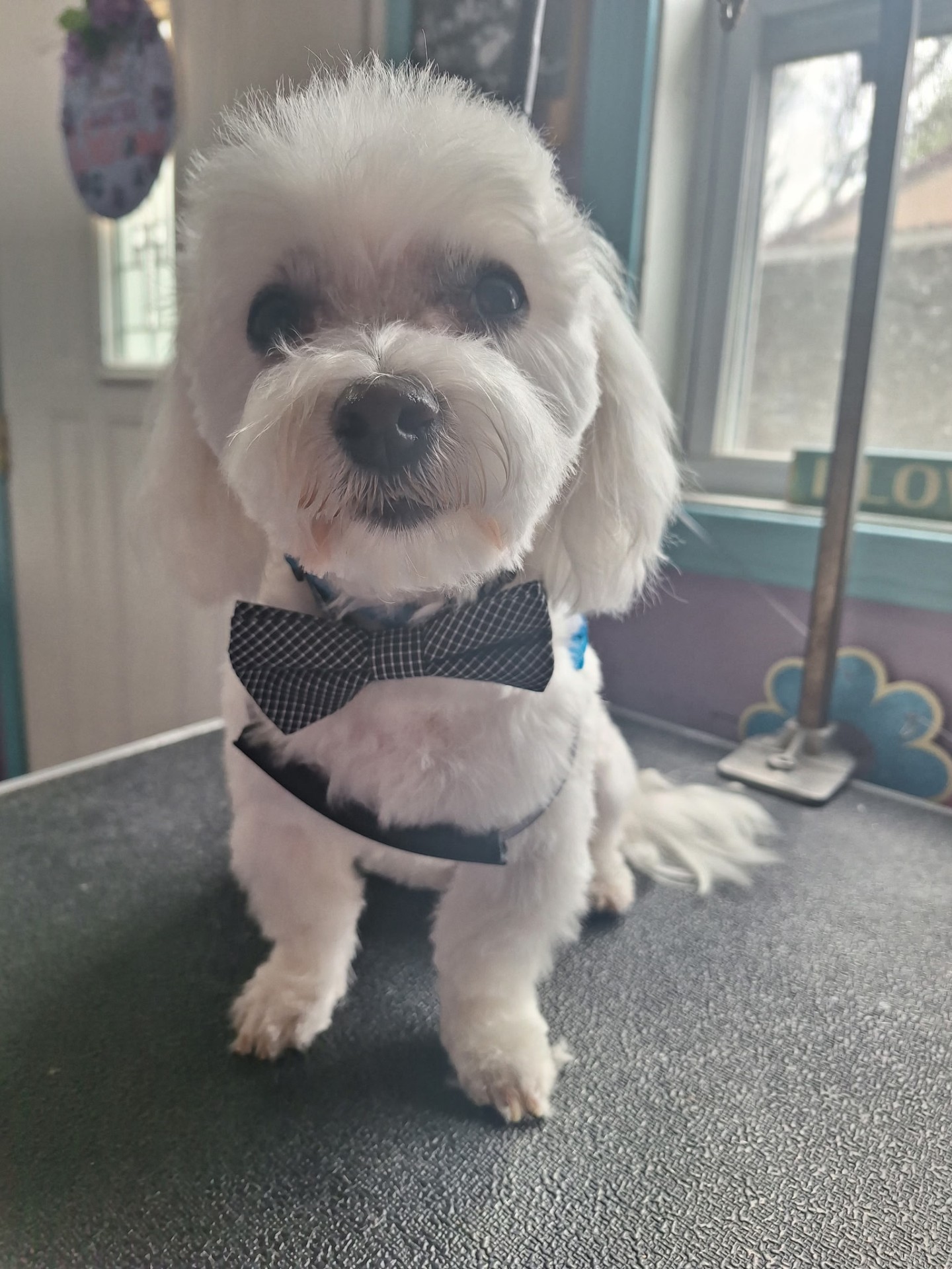 Dapper white pup in a bow tie after grooming